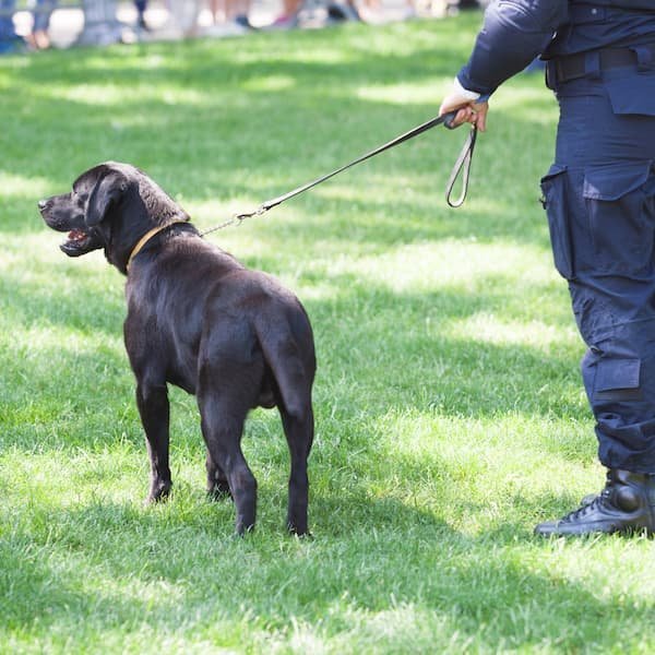 Agent de Sécurité Cynophile à Toulouse levigile